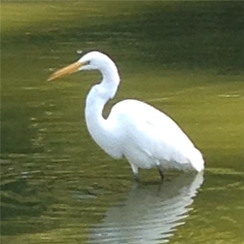 Birdband