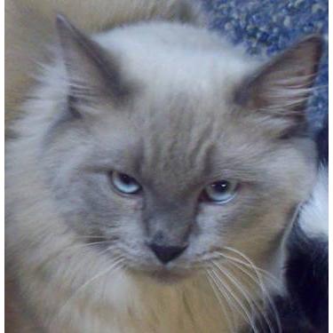 ChairmanMeow