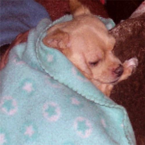 ChiChiChihuahua