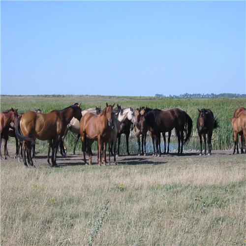 country620