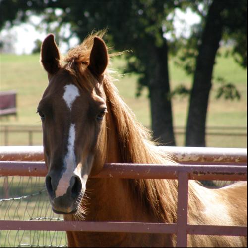 horsesnaz