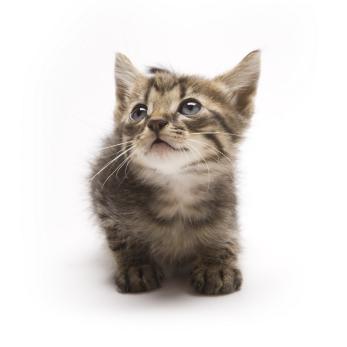 Munchkin492