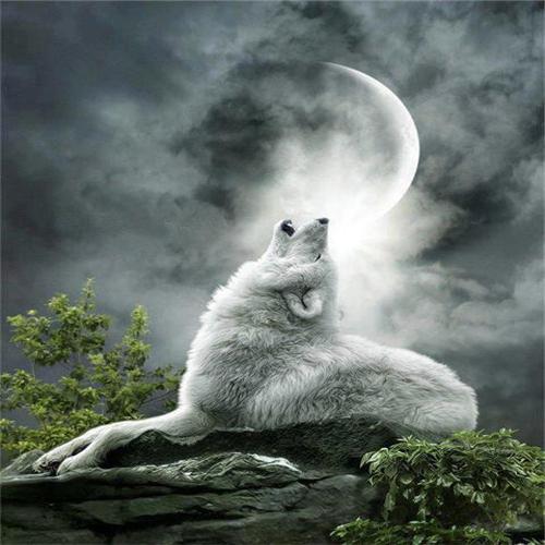 Newmoon2011