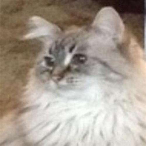 SwoozieQue