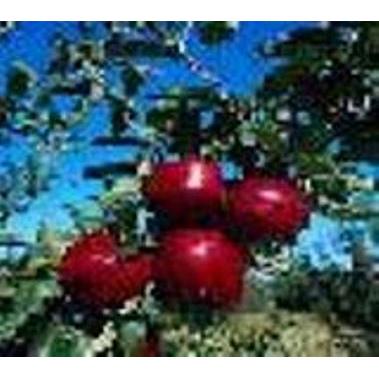 WILDAPPLE